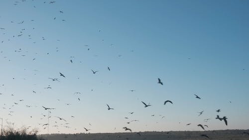 有关birds_flying, 一群鸟, 天空的免费素材视频