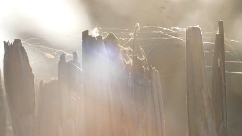 有关原本, 天性, 宏观的免费素材视频