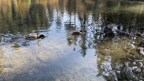 有关反射, 天性, 户外的免费素材视频