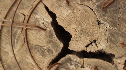 有关俯视图, 切碎的木头, 原本的免费素材视频