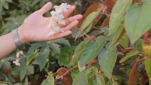 一个女人闻到植物未采摘的鲜花 · 免费素材视频