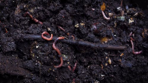 Soil在土壤中的特写视图 · 免费素材视频
