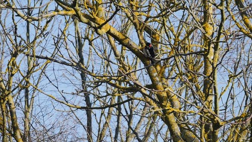 一只鸟栖息在无叶树的树枝上 · 免费素材视频