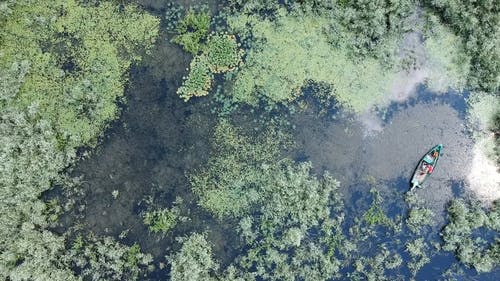 在沼泽表面上生长且可见的水生植物 · 免费素材视频