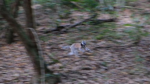 猴子在森林里跑 · 免费素材视频
