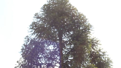 有关分支机构, 天空, 户外的免费素材视频