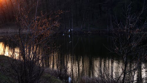 有关birds_flying, 天性, 平静的水面的免费素材视频