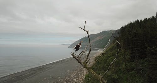 有关分支机构, 动物, 原本的免费素材视频