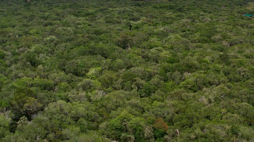 森林的无人机画面 · 免费素材视频