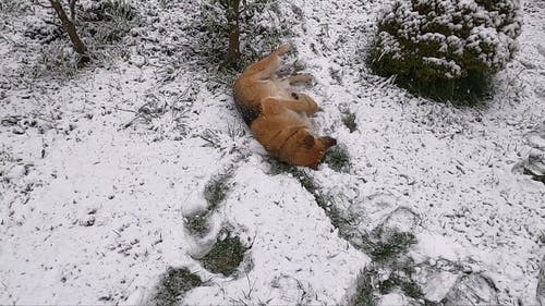有关下雪, 冬季, 大雪覆盖的草的免费素材视频