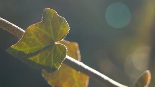 在植物茎上生长的新叶子 · 免费素材视频