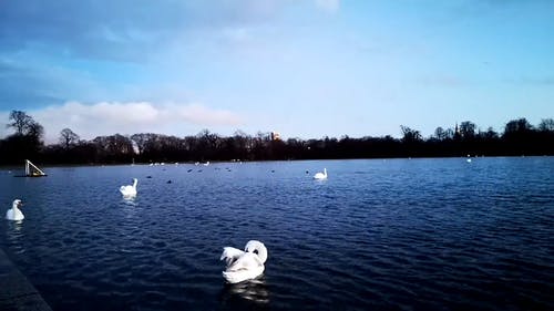 鸭子的镜头在湖里一起游泳 · 免费素材视频