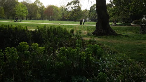 有关伦敦, 公园, 前景的免费素材视频