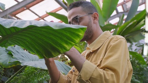 使用智能手机的植物叶片近摄镜头 · 免费素材视频