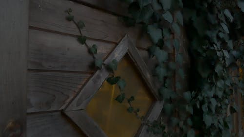 在带有峰值窗口的木墙上爬行的植物 · 免费素材视频