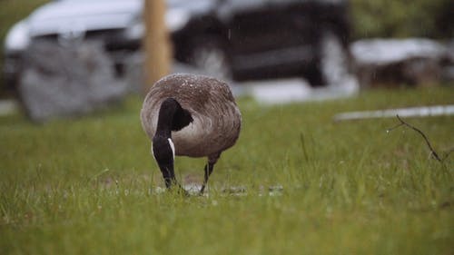 有关下雨, 加拿大鹅, 吃的免费素材视频