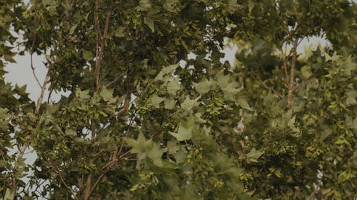 有关刮风, 慢动作, 摇曳的免费素材视频