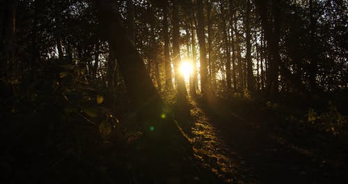 阳光穿过森林中树木的缝隙偷看的光线 · 免费素材视频