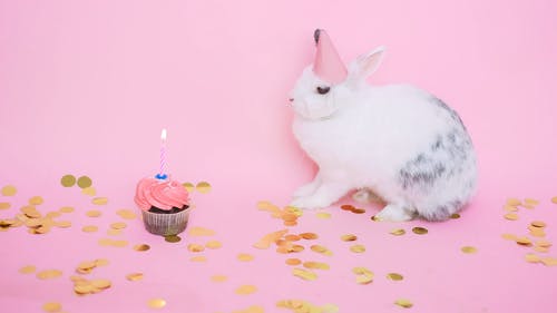 戴着派对帽的可爱兔子 · 免费素材视频