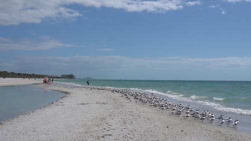 有关优美的风景, 佛罗里达, 天性的免费素材视频