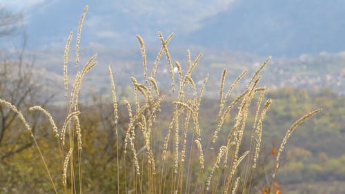 爱在野外生长的草 · 免费素材视频