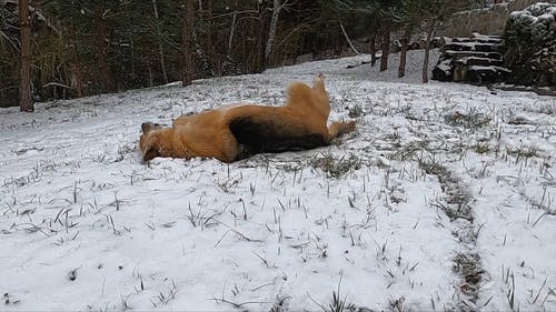 有关下雪, 冬季, 冷的免费素材视频