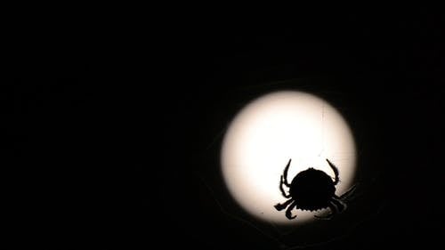 一只蜘蛛在蜘蛛网上映衬在月光下的剪影镜头 · 免费素材视频