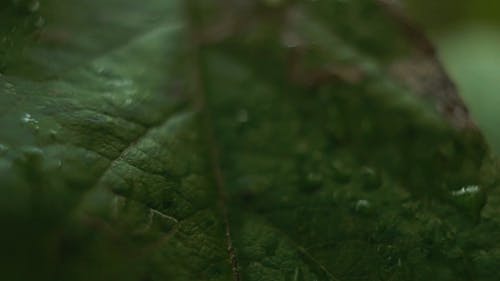 在损坏的叶子上的水滴 · 免费素材视频
