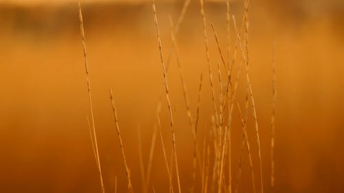 草在黄金时间的特写视图 · 免费素材视频