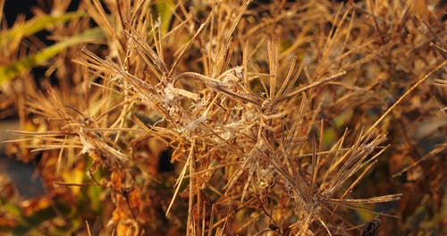 干燥植物茎上的蜘蛛网残留物 · 免费素材视频