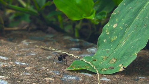 一只蚂蚁独自行走的镜头 · 免费素材视频