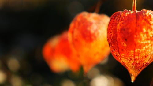 中国灯笼植物的叶子里面的浆果 · 免费素材视频