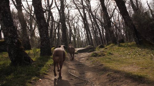 有关动物, 夏天, 天性的免费素材视频