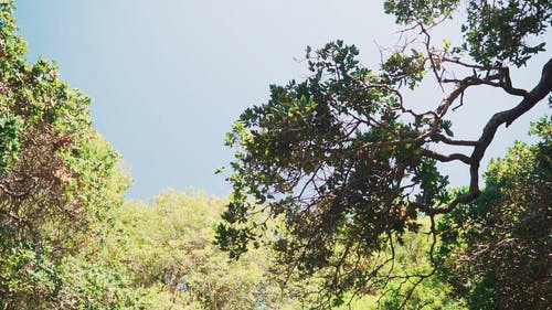 有关天性, 户外, 森林的免费素材视频