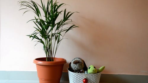 一篮子填充玩具，放在墙前的盆栽植物旁边 · 免费素材视频