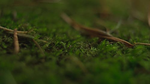 在森林地面上生长的苔藓 · 免费素材视频