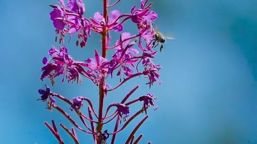 蜜蜂在花上 · 免费素材视频