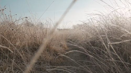 高大的野草覆盖的狭窄步道的镜头 · 免费素材视频