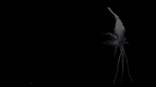 游泳神仙鱼的特写视图 · 免费素材视频