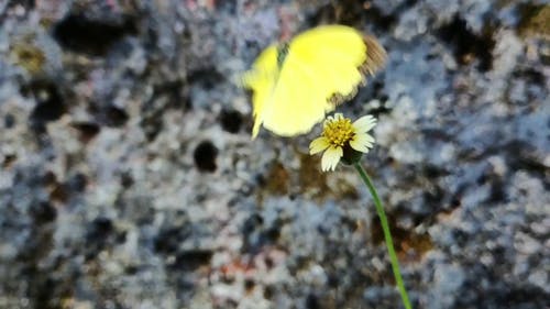 以黄色小花的花蜜为食的黄色蝴蝶 · 免费素材视频