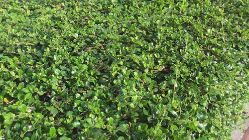 有关修剪花草, 免费视频, 天气晴朗的免费素材视频