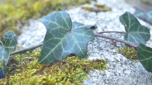 一块长满青苔和爬行植物的岩石 · 免费素材视频