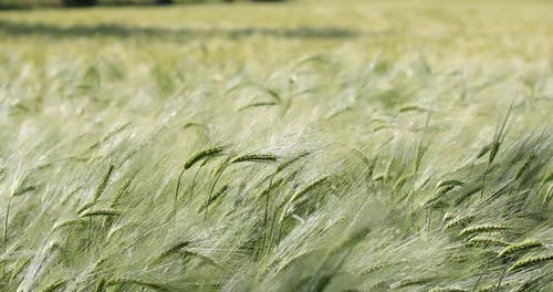 有关增长, 多风, 大麦的免费素材视频