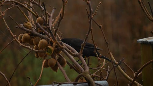 饲喂一棵树的猕猴桃的黑麻雀 · 免费素材视频