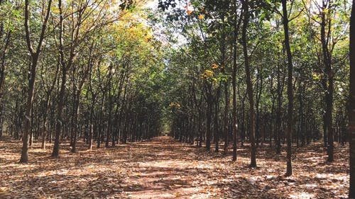 落叶覆盖森林地面 · 免费素材视频