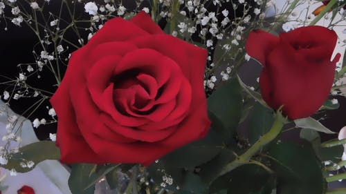 有关植物群, 特写, 红玫瑰的免费素材视频