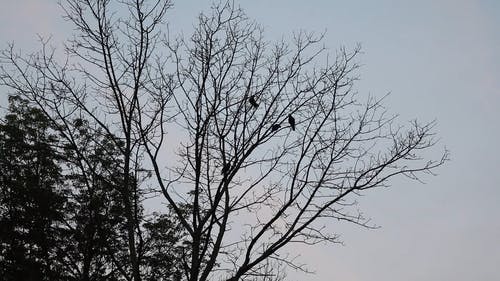 有关剪影, 户外, 树的免费素材视频