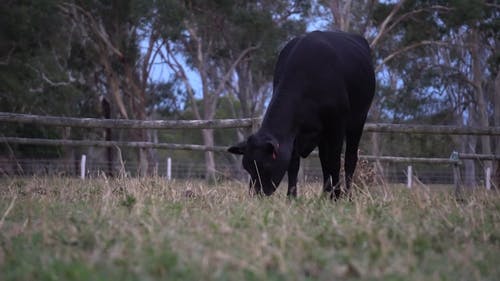 饲喂草的黑牛 · 免费素材视频