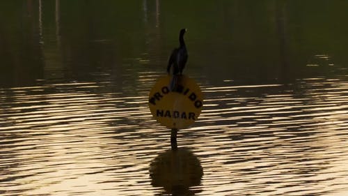 一只鸟栖息在禁止游泳的指示牌上 · 免费素材视频