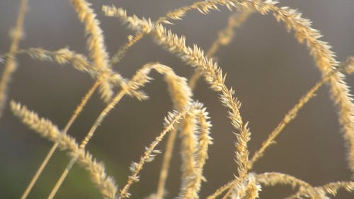 有关刮风, 户外, 极端特写镜头的免费素材视频